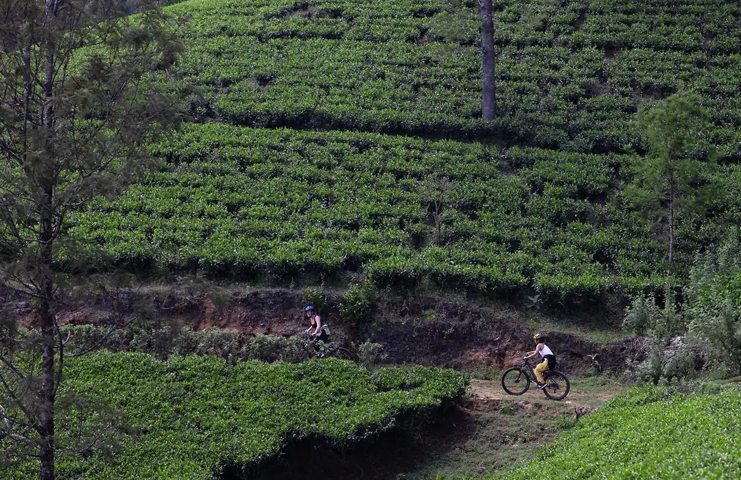Heritance Tea Factory (Adults Only)-1
